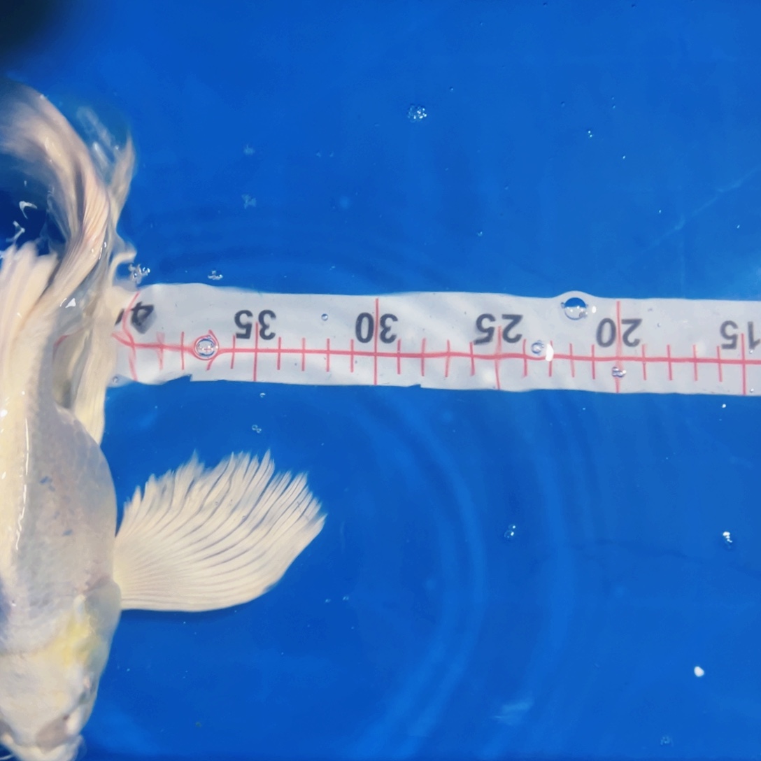 海水鱼蝴蝶鲤包邮60微瑕