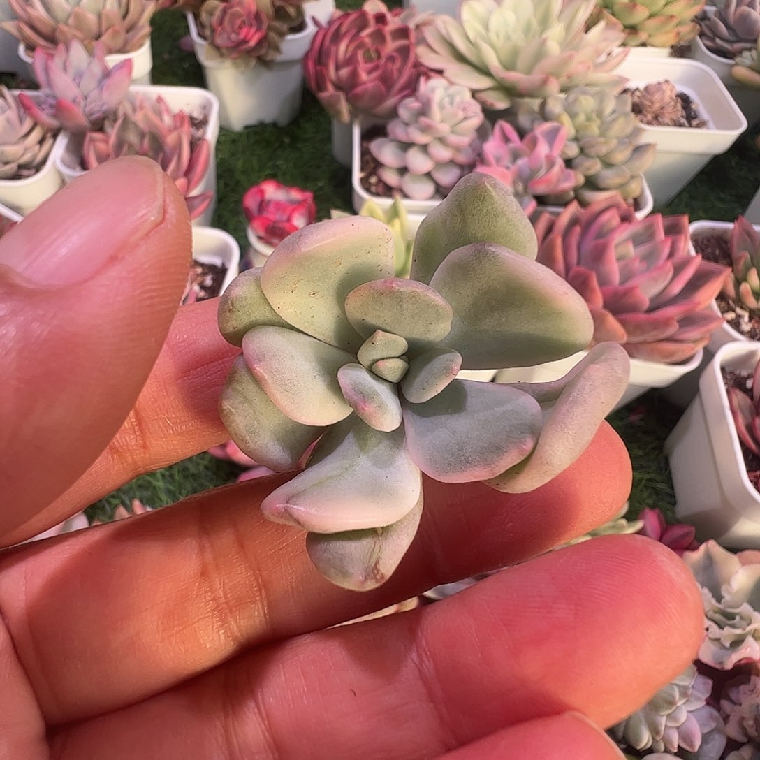佳***乐多肉植物多肉植物