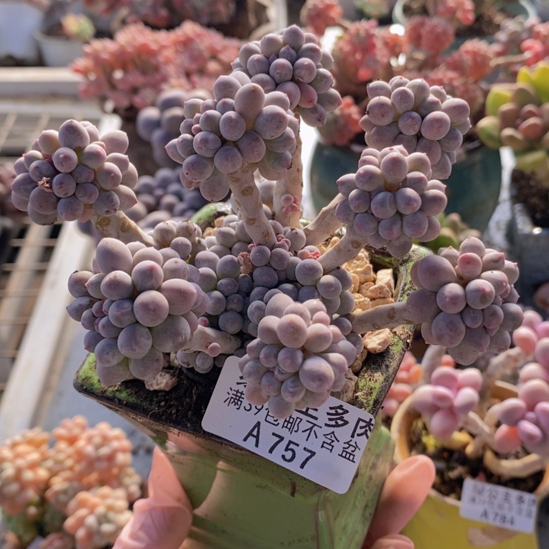 香水手指奶11cm757多肉植物