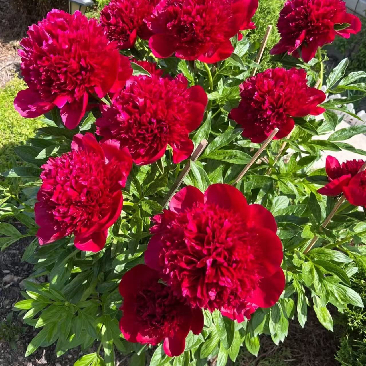 3-5带芽发货重瓣大花芍药花苗四季花卉耐寒耐热阳台庭院种植