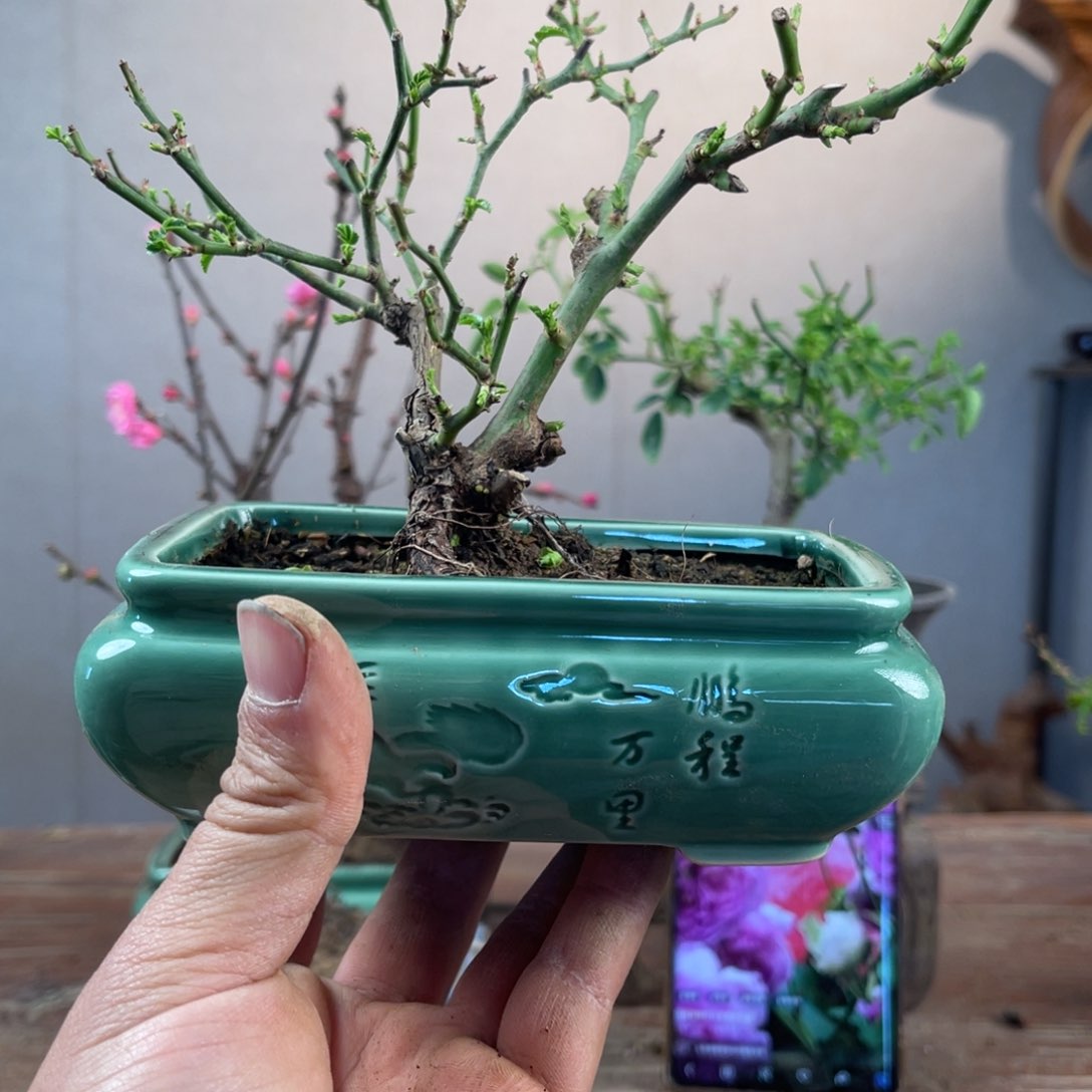 微月季盆景11111阳*