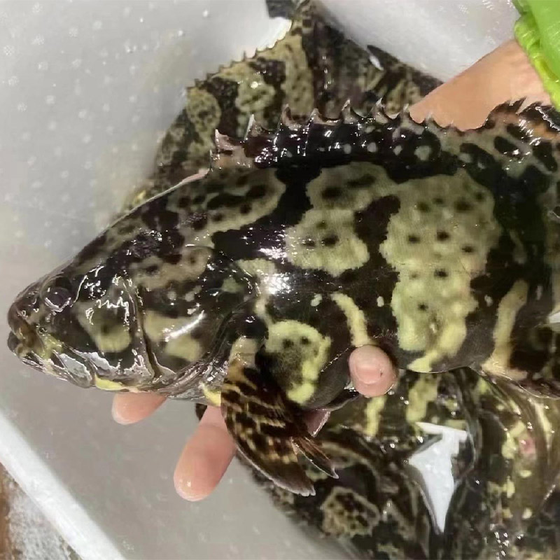 活冻海捕龙胆石斑鱼1斤以上 东山岛老虎斑鲜活速冻 顺丰发货