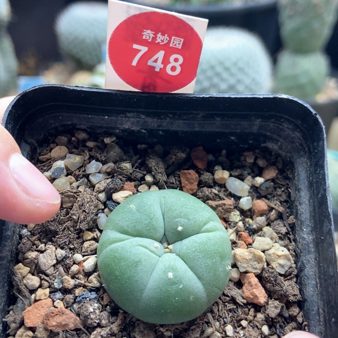 实生海鲜2.7cm一棵仙人球