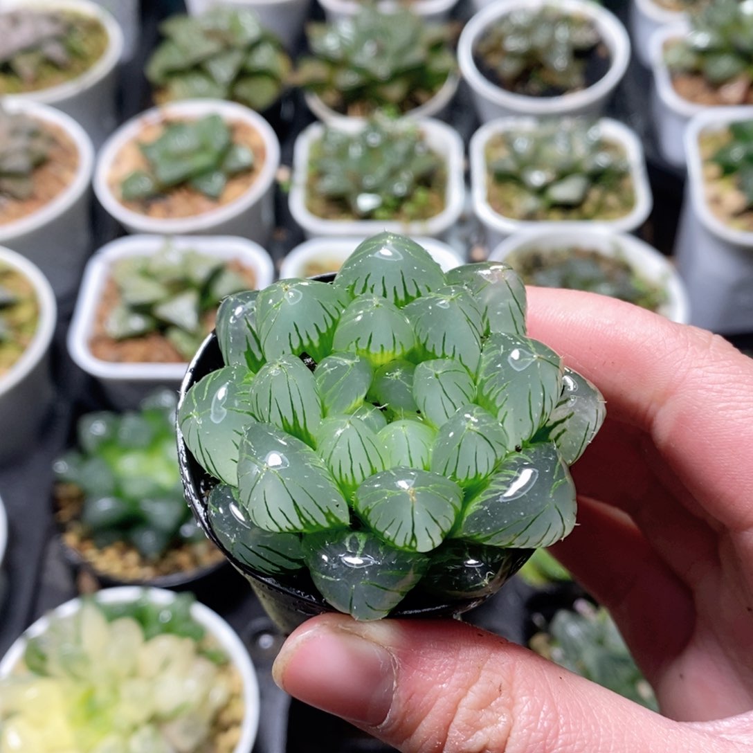 琉璃玉露多肉植物