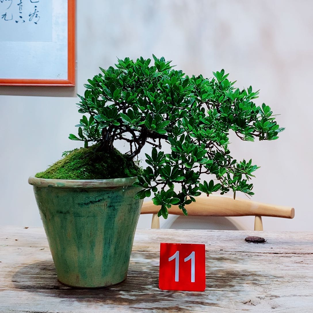 海岛栀子花一物一拍