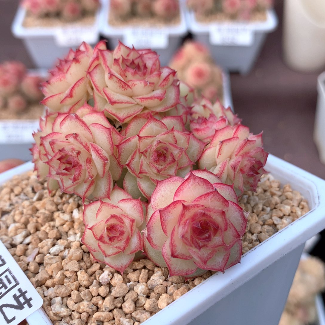 636麦秆群不包整散