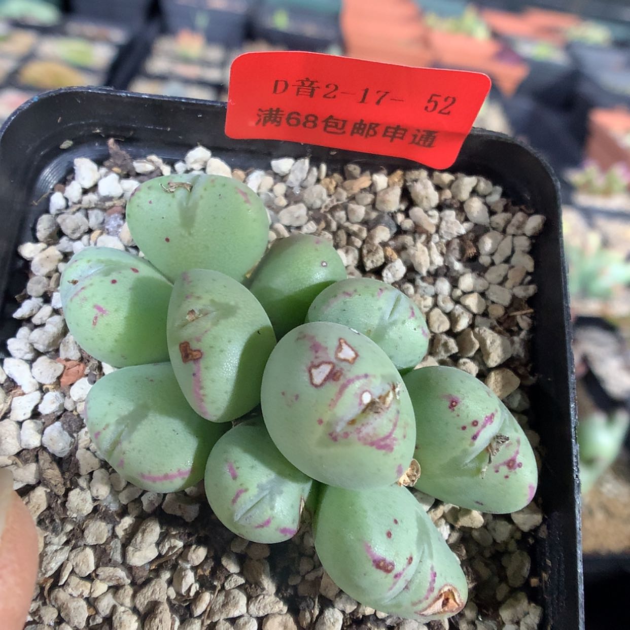 【闪购商品】2-17-52 带嘴多肉一群特 30