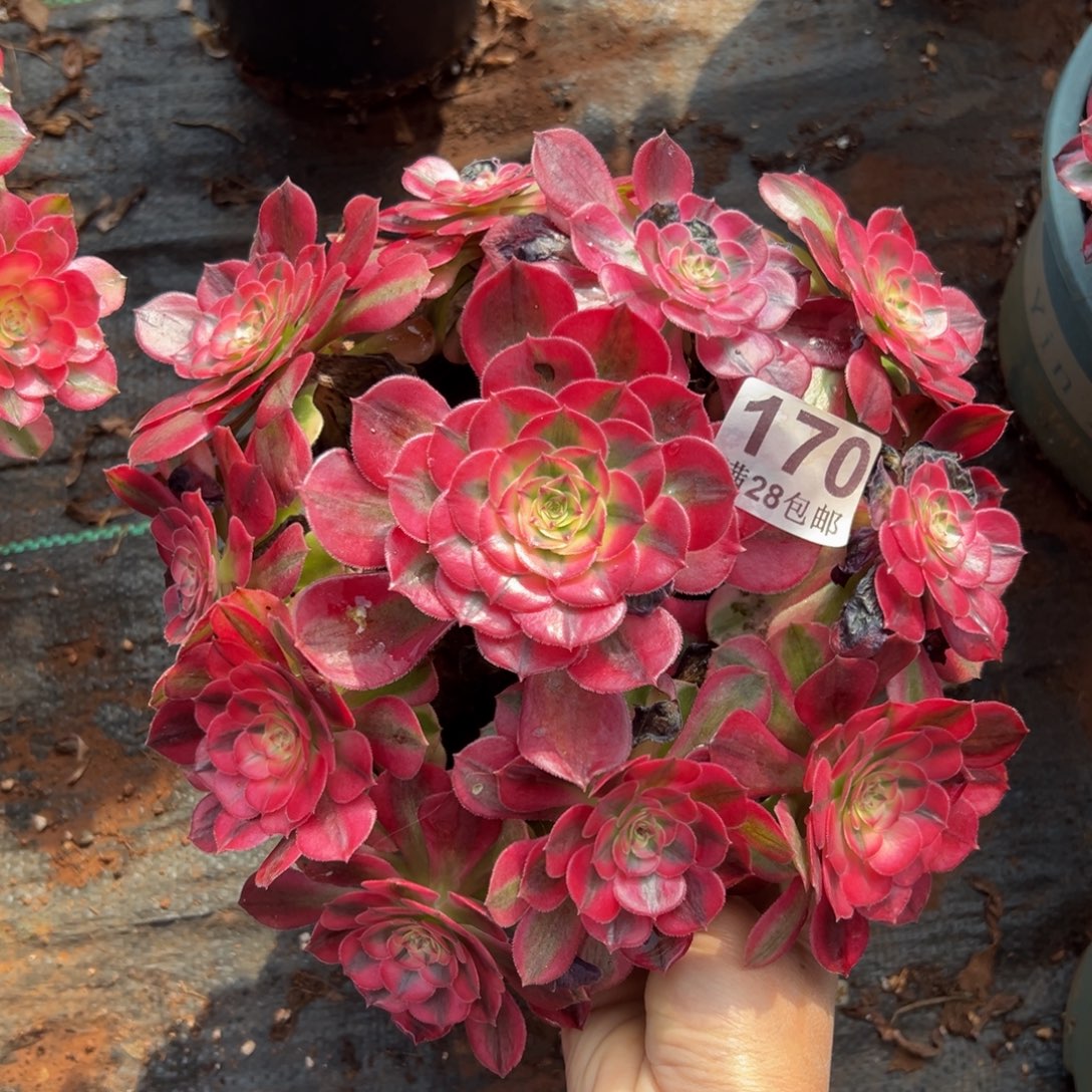 多肉植物170荔枝有叶伤