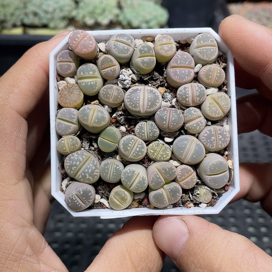 421当天凑满十八元包邮生石花