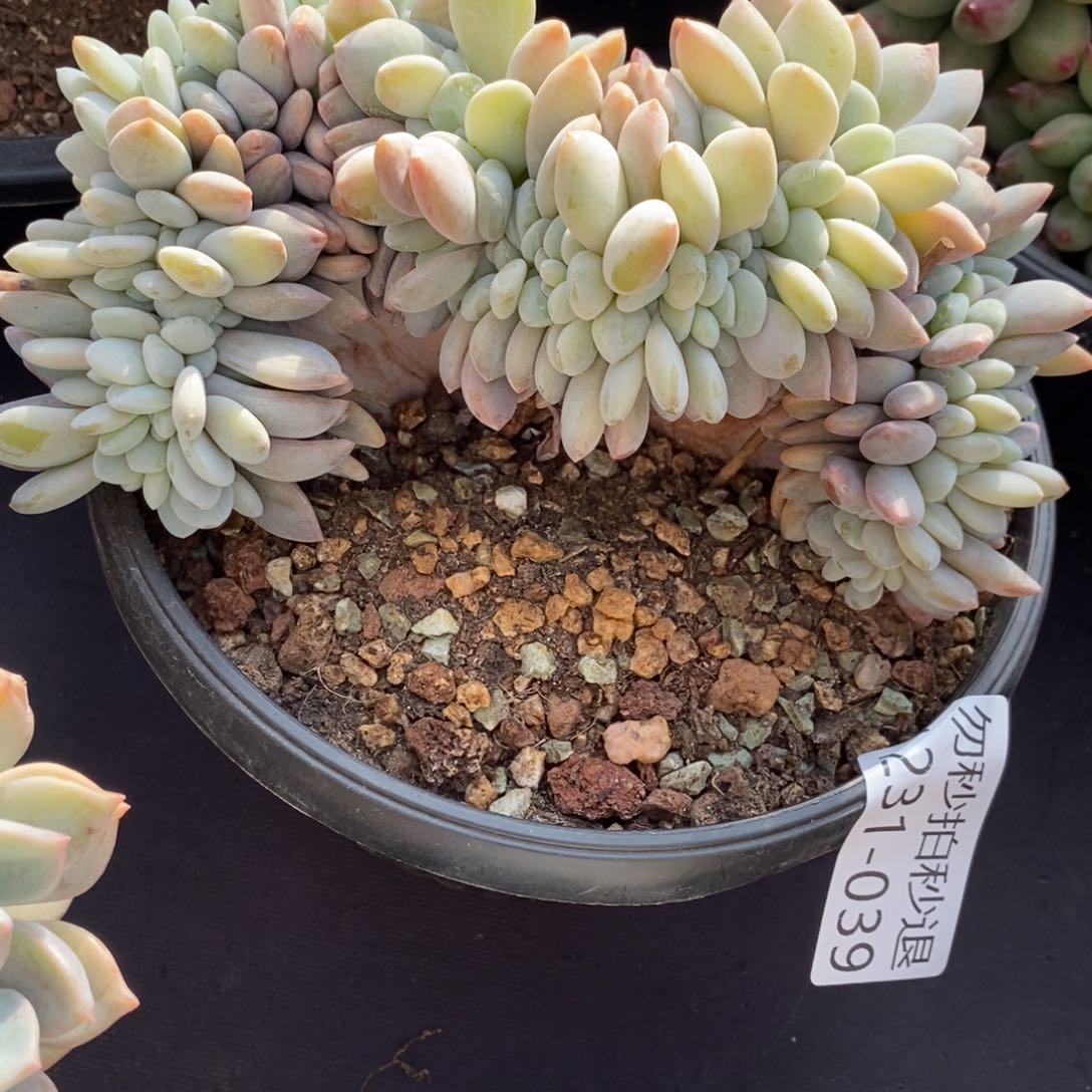 两单包邮1231-39粉兔缀