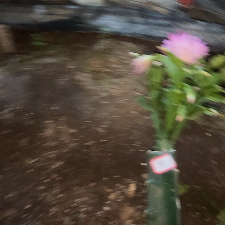 团***啤，31号带盆074.嫁接苗