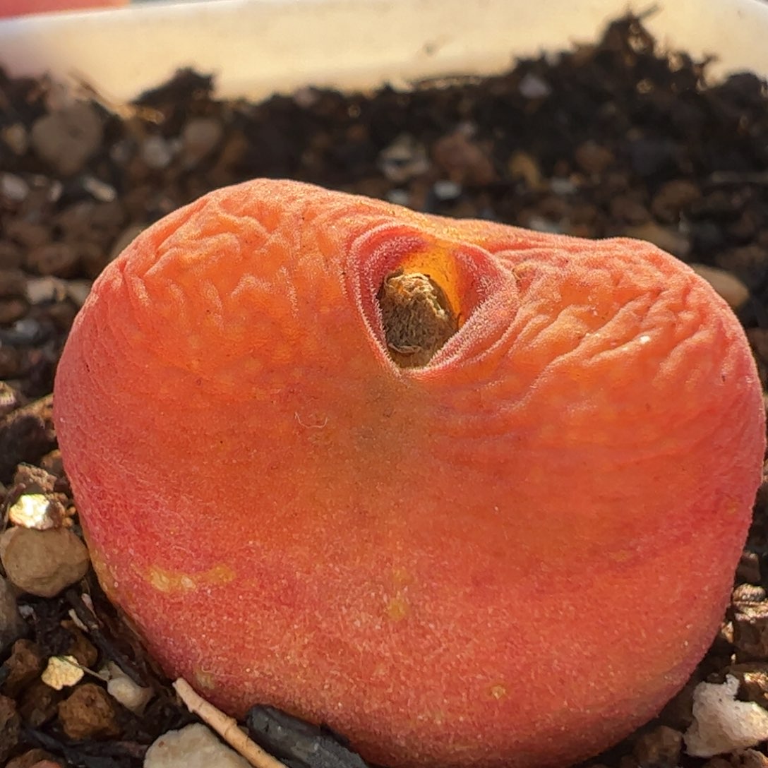 进口水蜜桃多肉植物百科