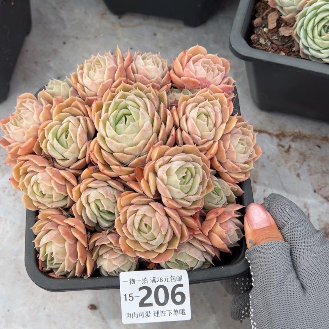 昂斯诺多肉多肉多肉多肉