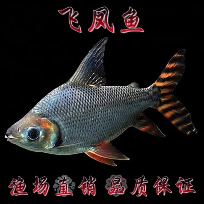 直纹飞凤鱼金凤银凤金线鱼观赏柠檬鲫热带鱼银龙鱼套餐组合装配鱼