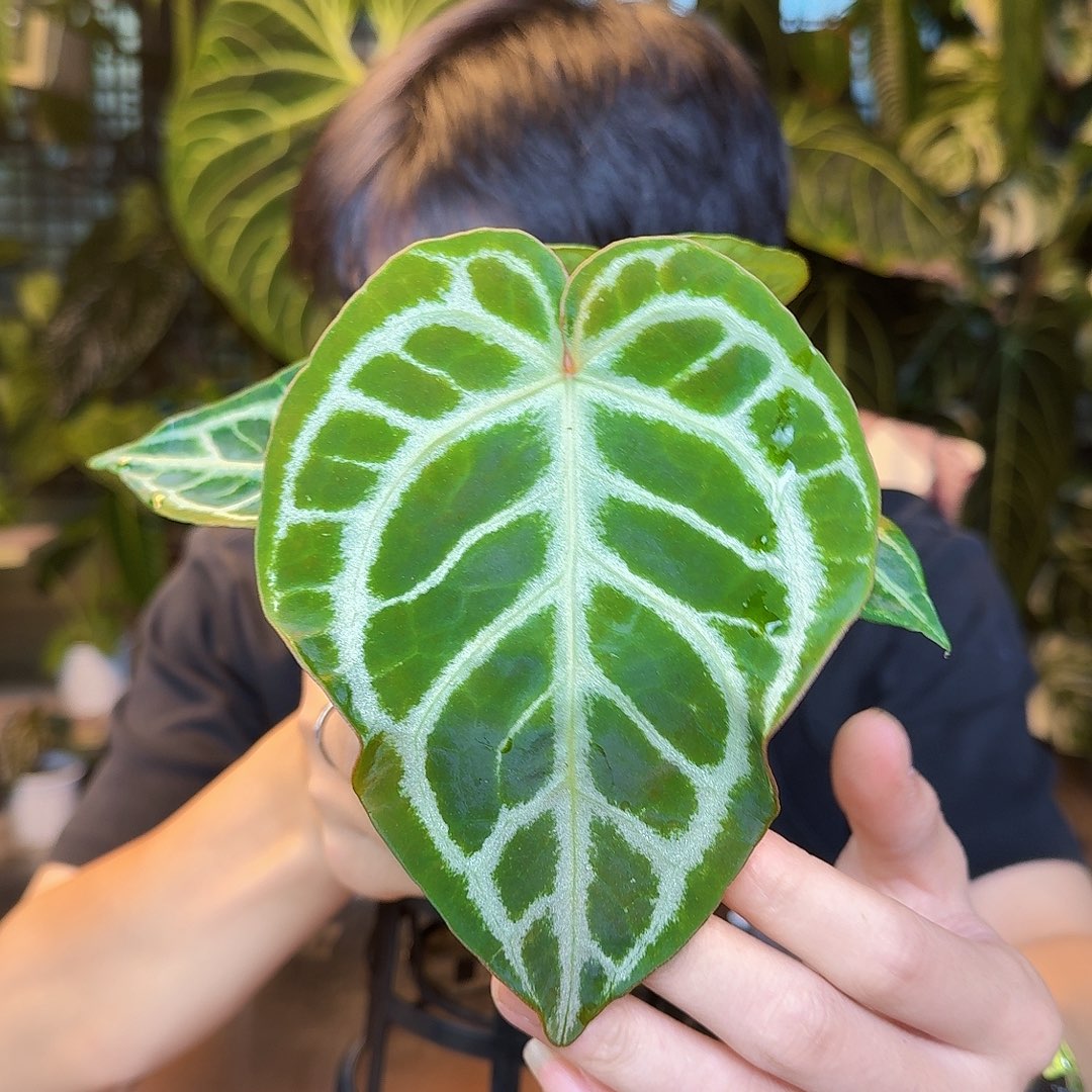 完全开放Z177圆脸小钻石杂skg银