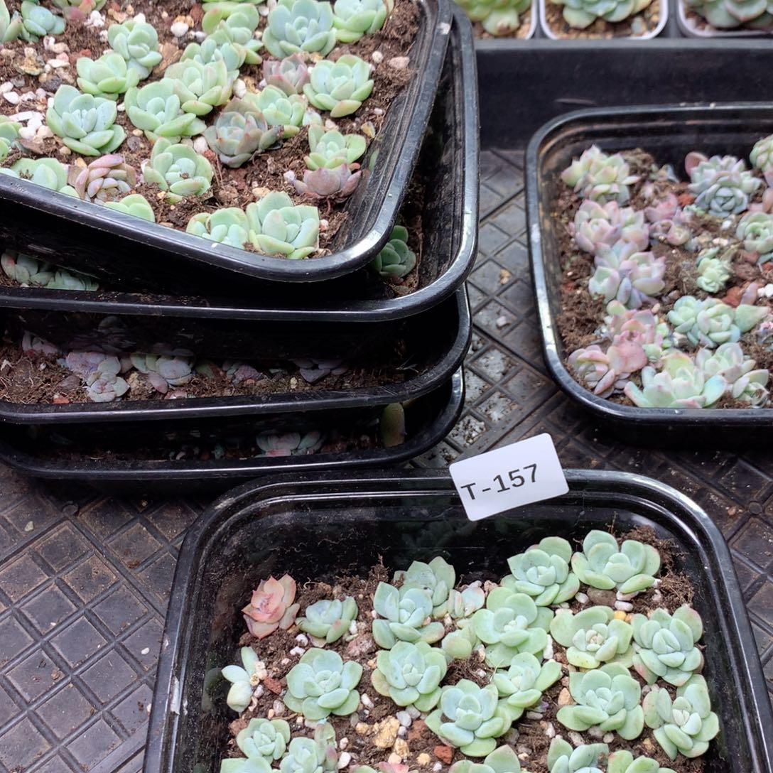 无花朵T157英语英语