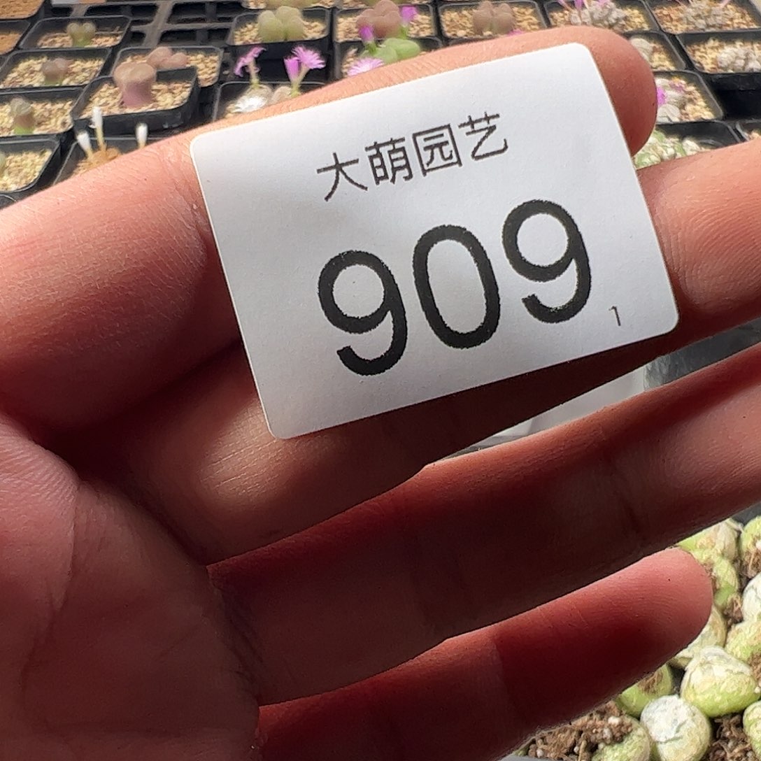 0000909量拍正版白花大枪1颗