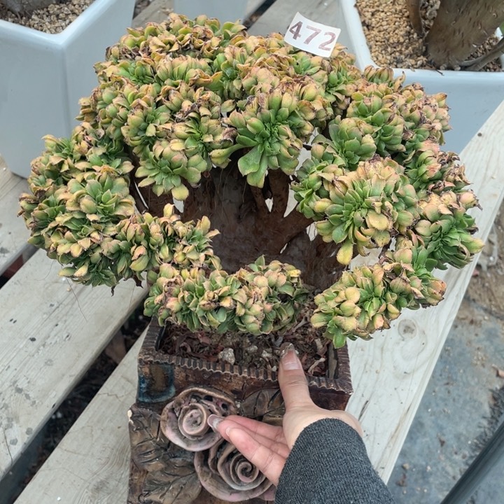 多肉的大肉都要长胖一点呀