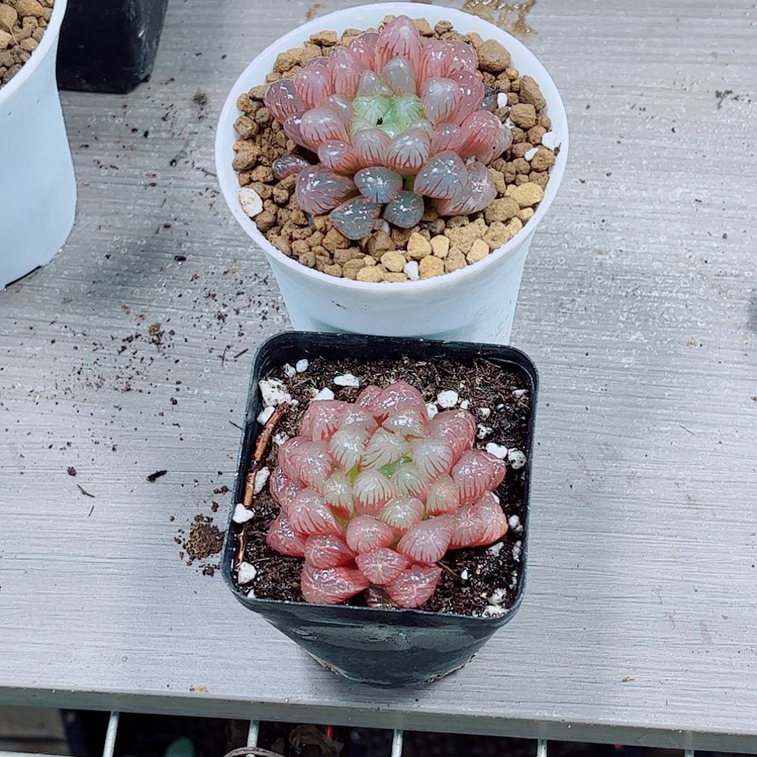 粉玉露一勿一拍多肉