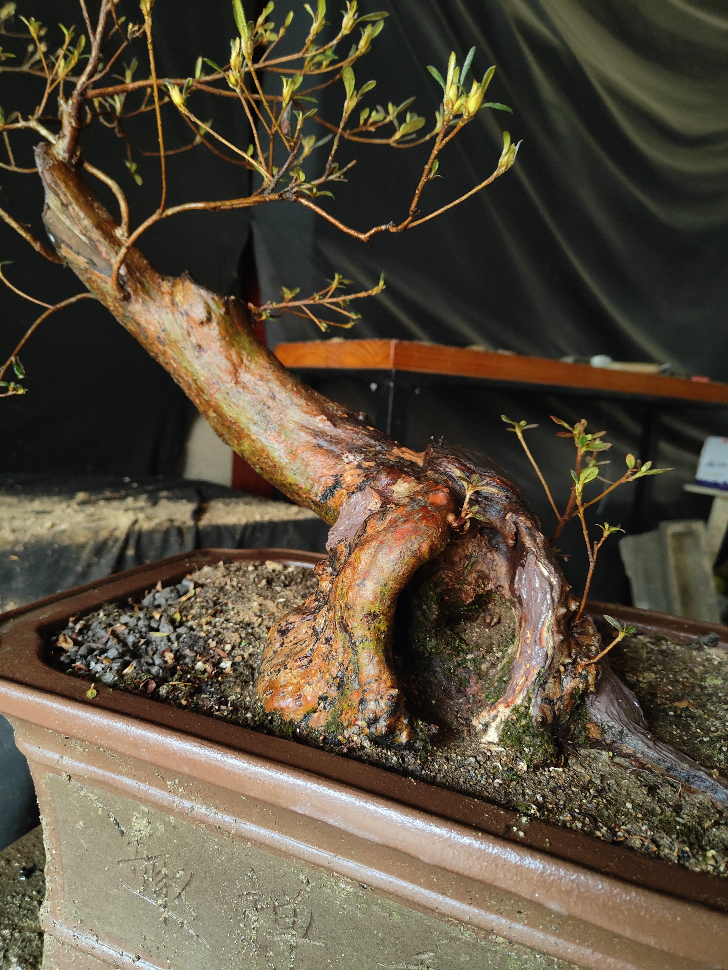 映山红盆景 大别山先花后叶 粗壮古桩斜飘 桩型独特 已养多年