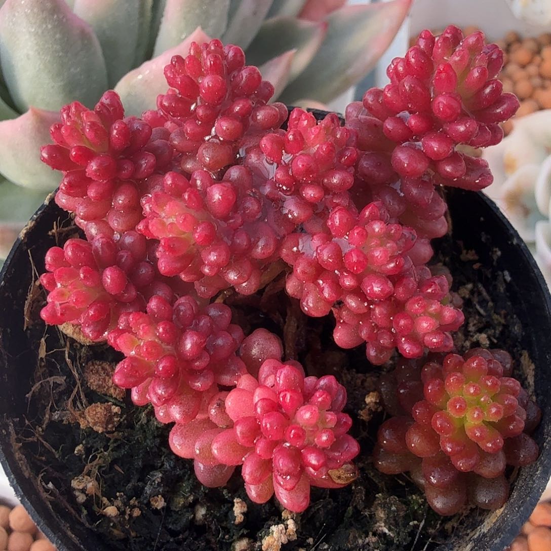 浆果锦，多肉植物