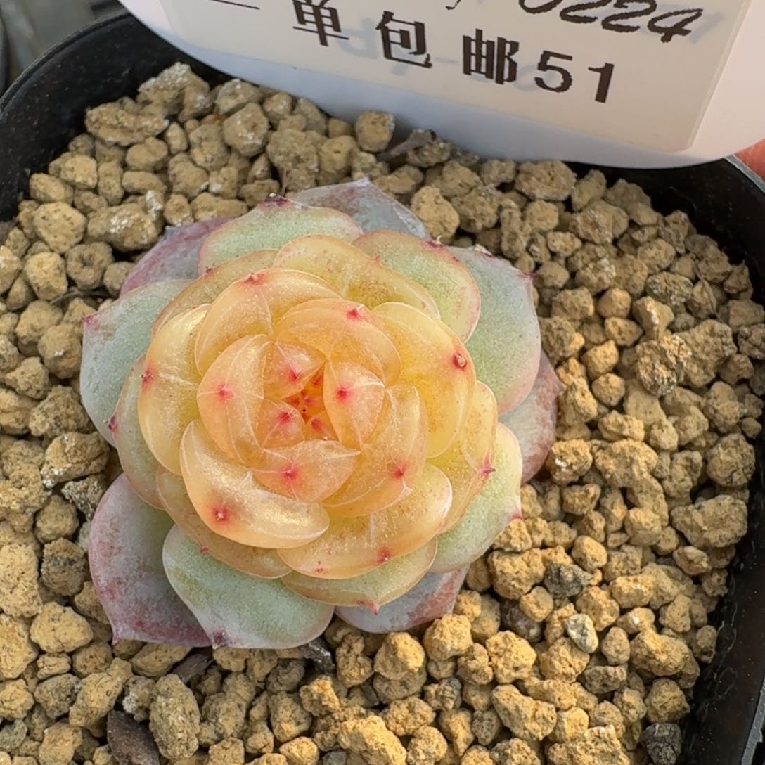 0224-051-芳草一