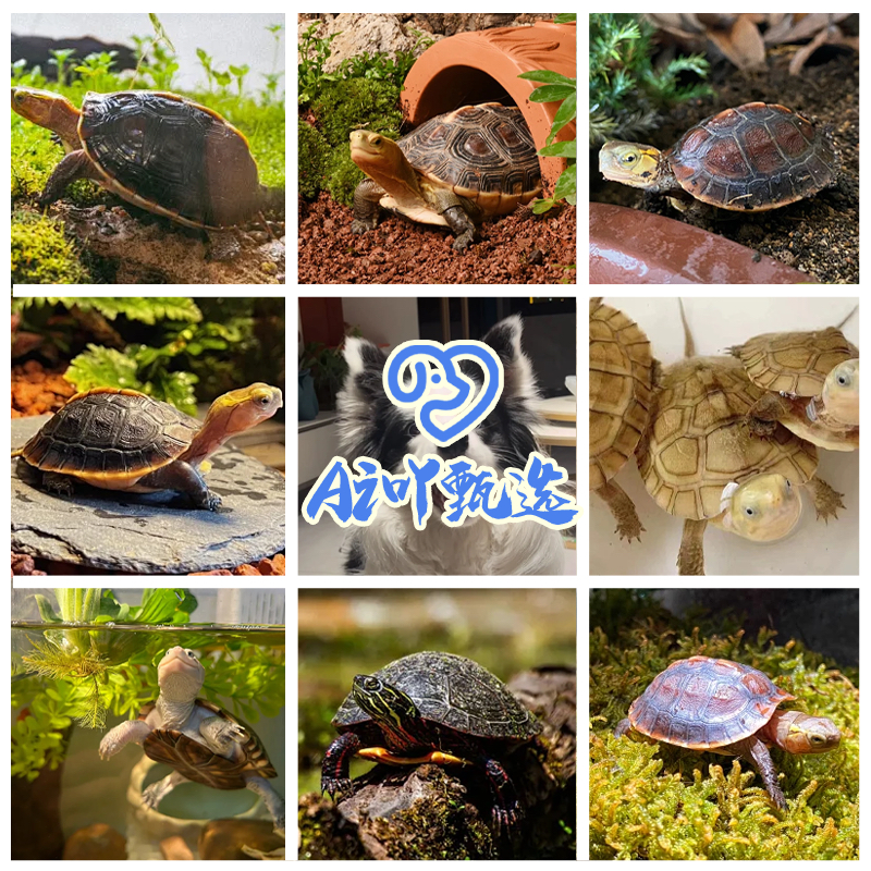 【艾吖】Ai吖宠物活体一对一甄选