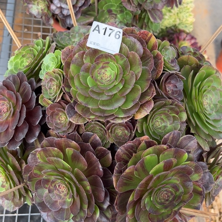 176花月夜35厘米左右