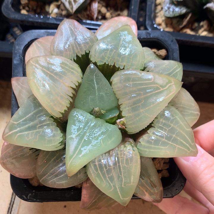 糯阿一物一拍带盆