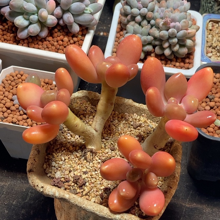 金蝉老桩多肉植物