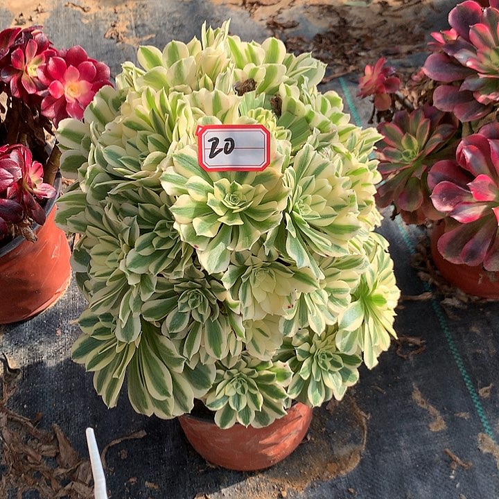 麦巴赫多肉植物20