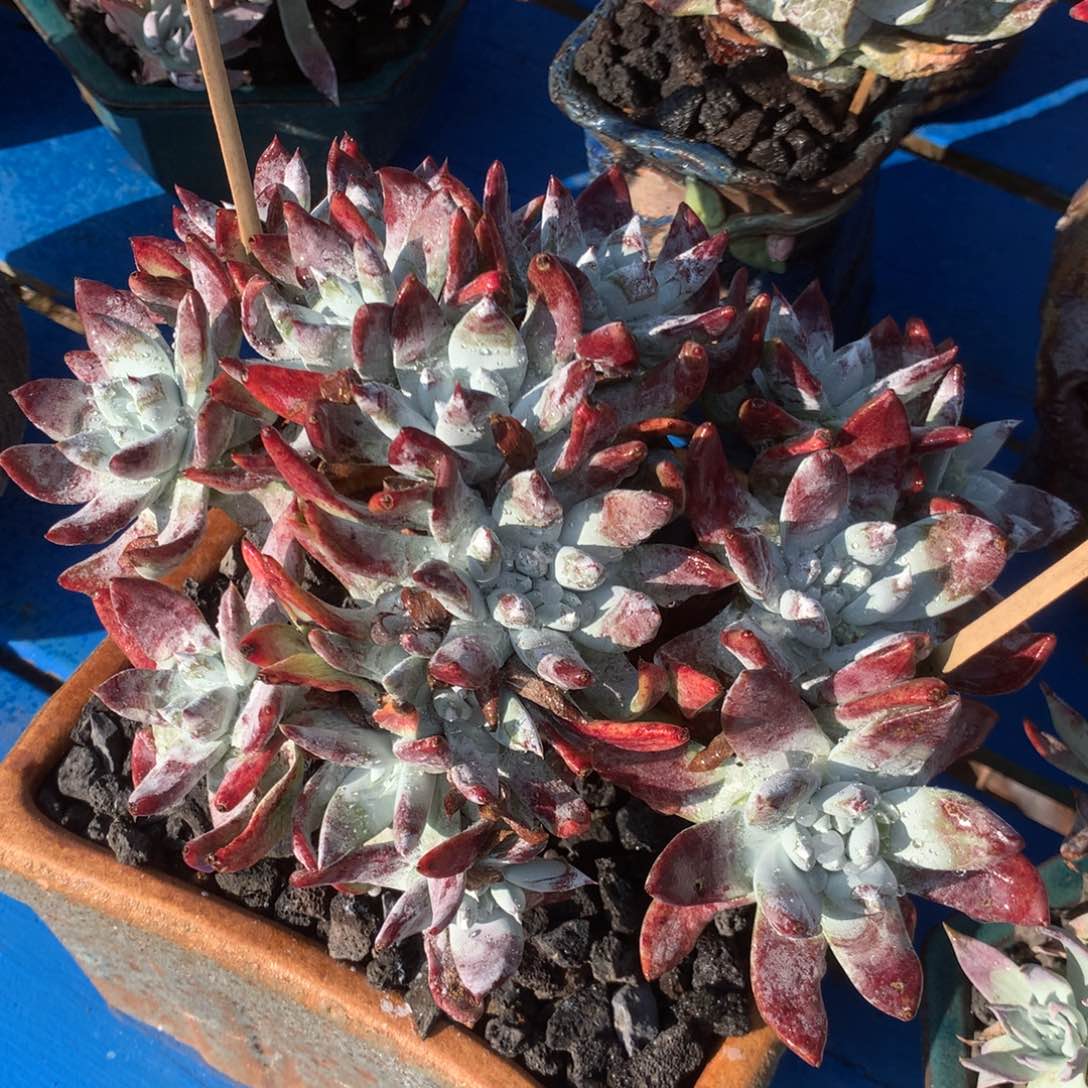 拇指杂，多肉植物