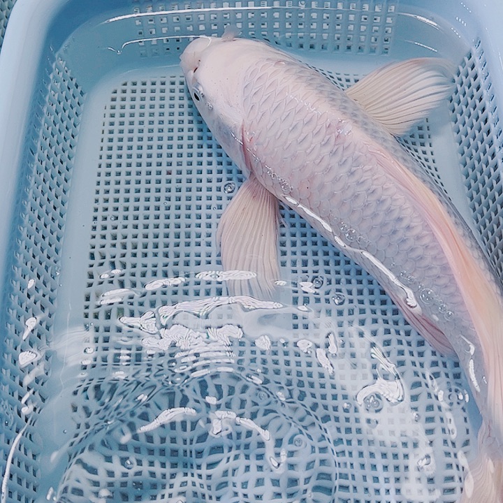 海水鱼锦鲤观赏鱼15