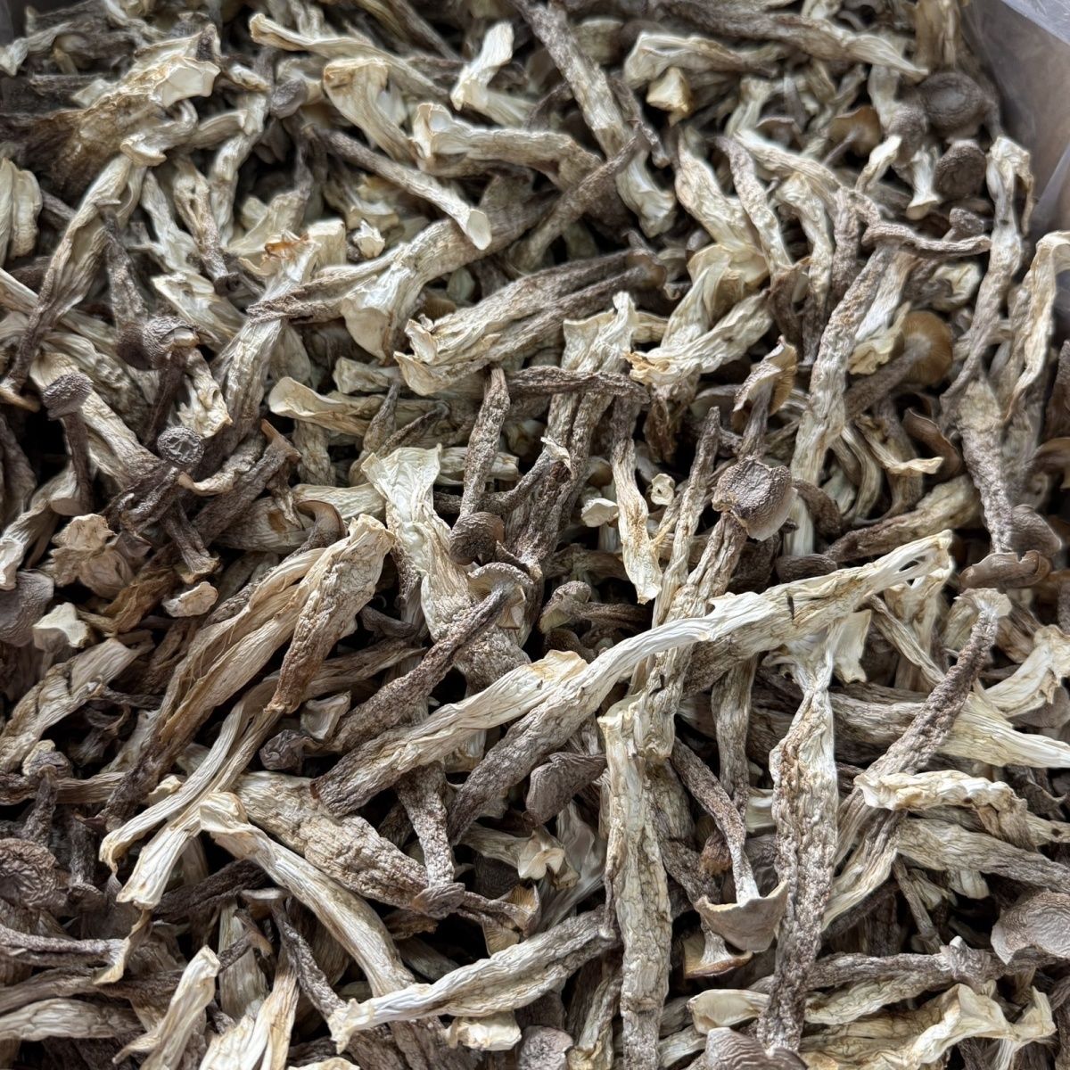 【小邓山货】鹿茸菇 云南山货下山