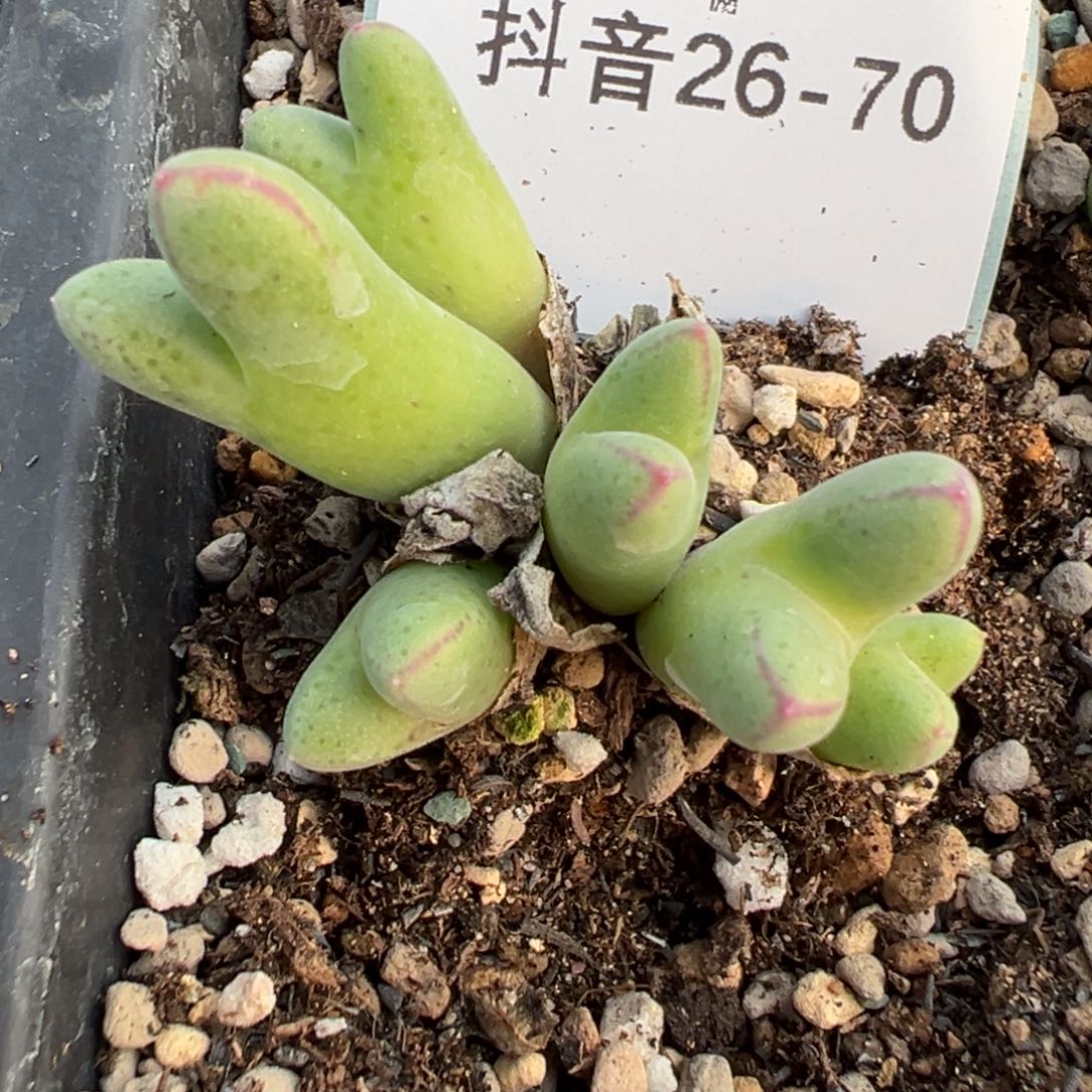 佛***怀26-70肉锥多肉植物