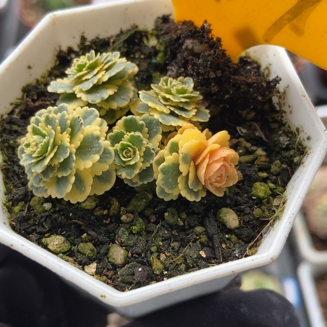 577亚特兰蒂斯锦多肉植物