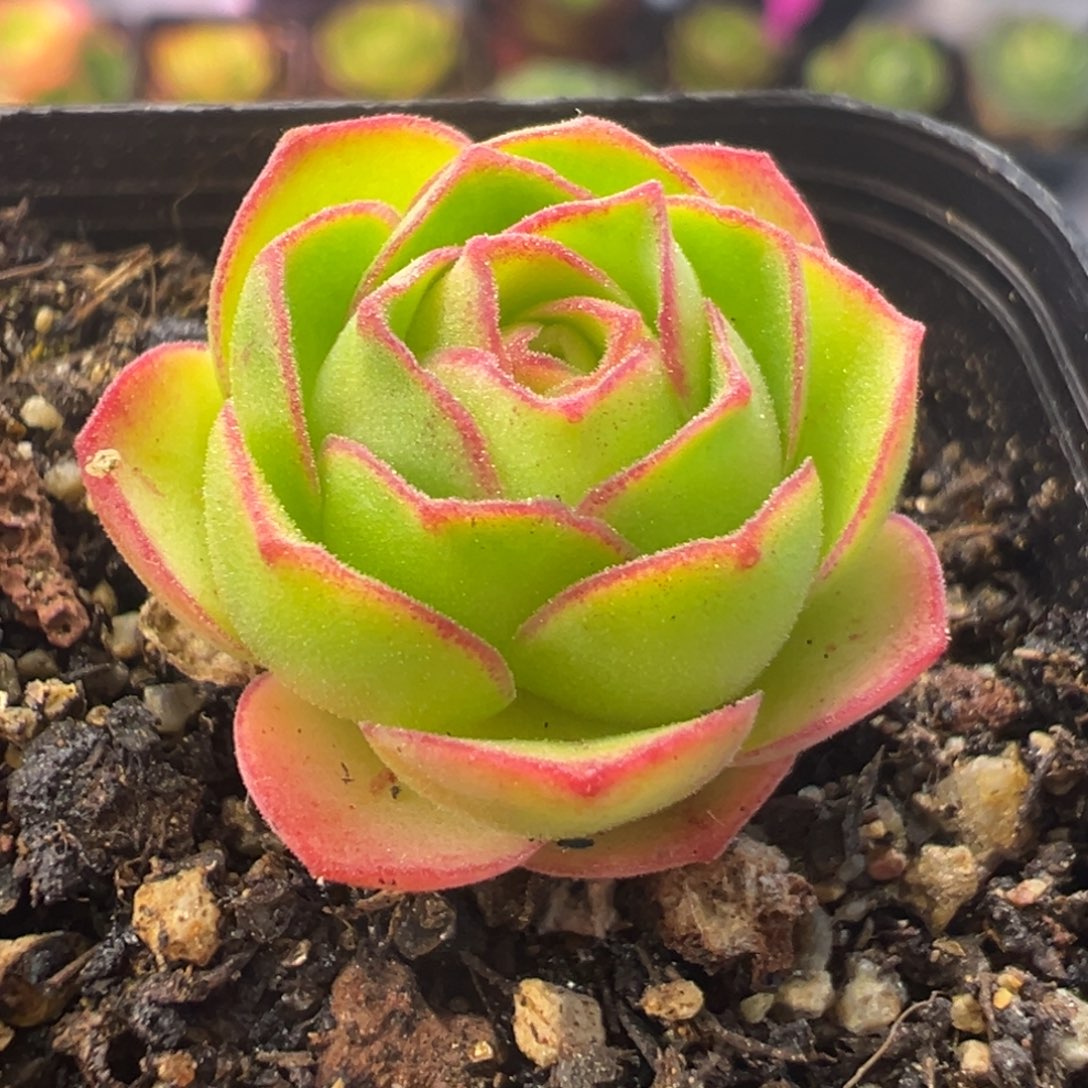 L26半城玫瑰魅微大帕