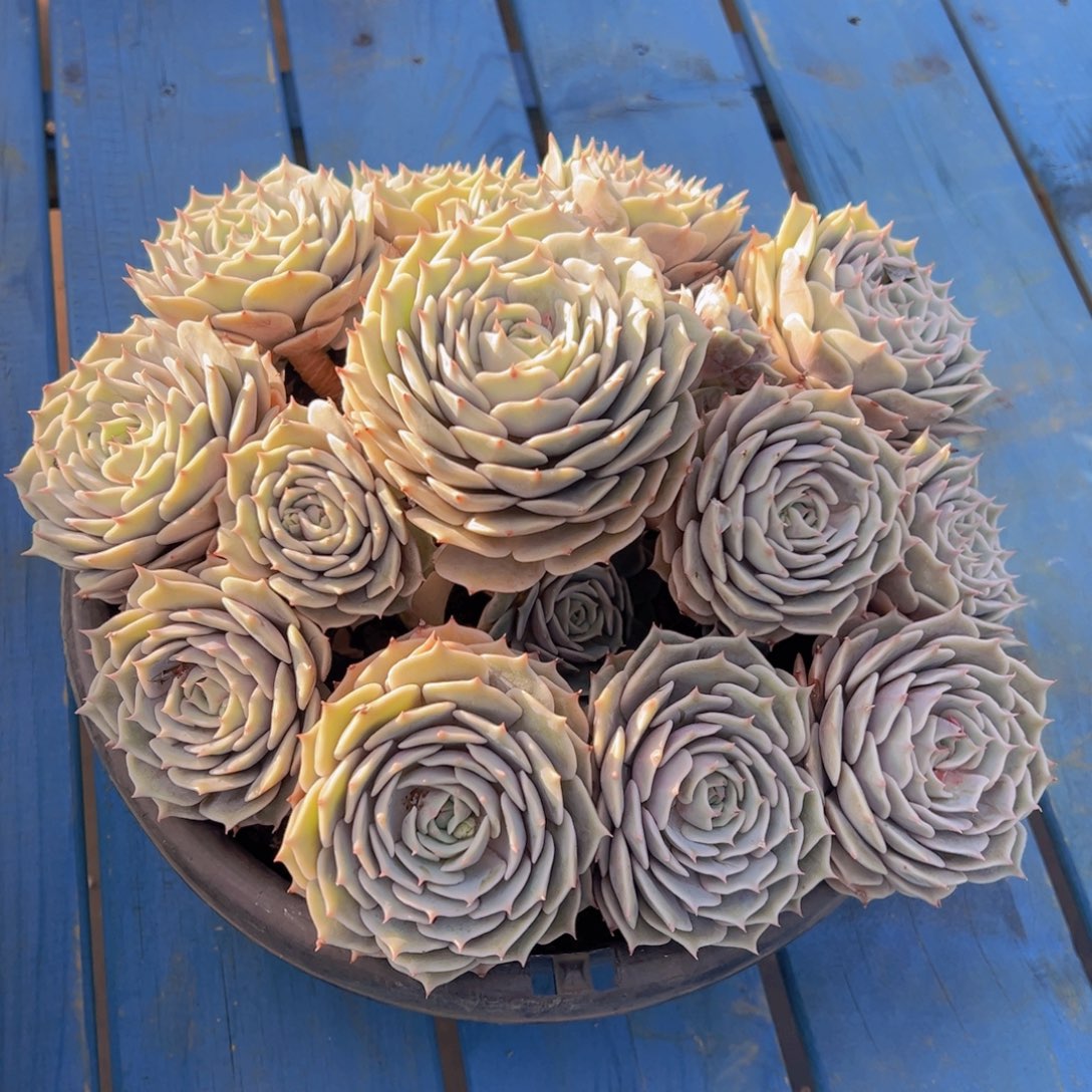 无花朵111111111111111