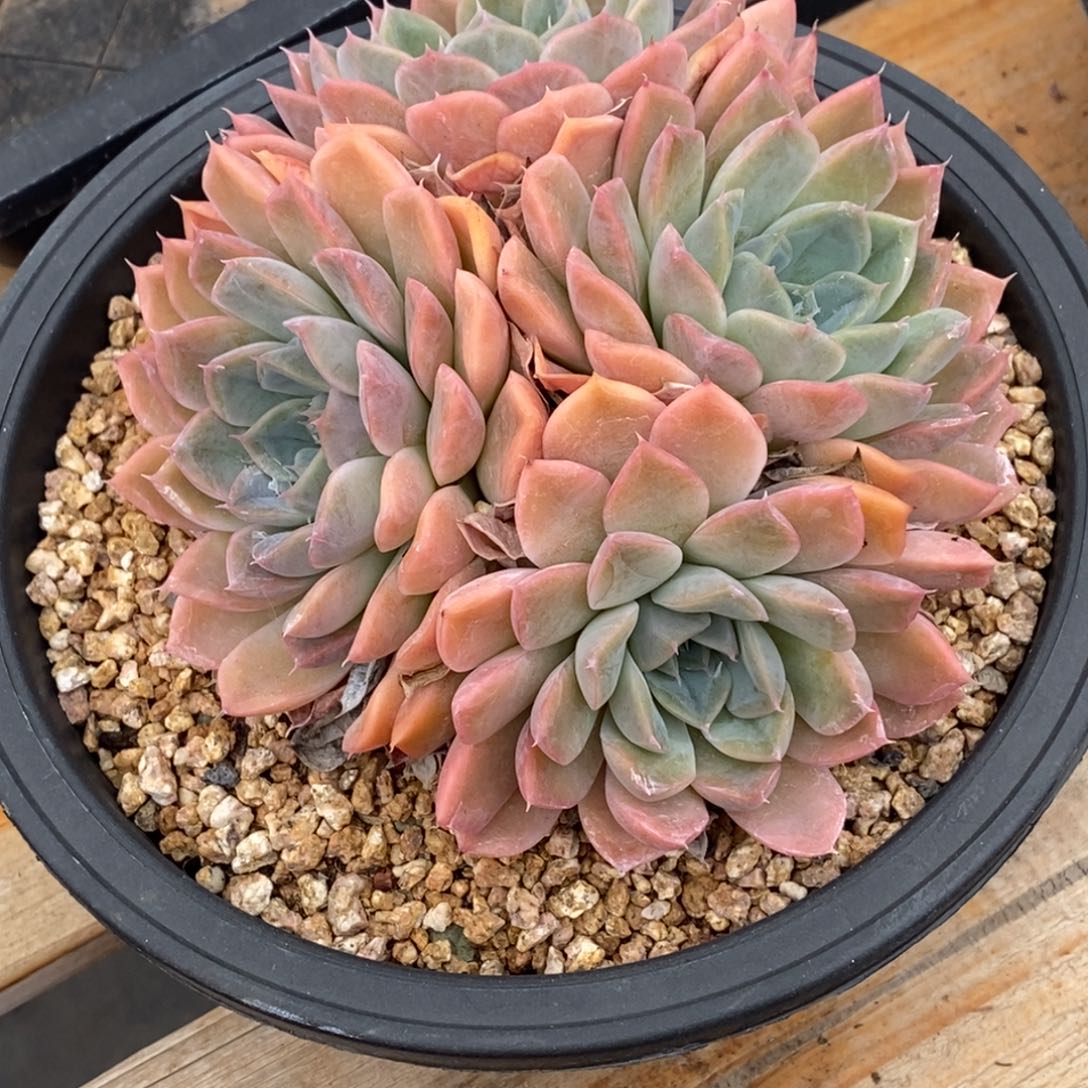 精品多肉一物一拍不包整182