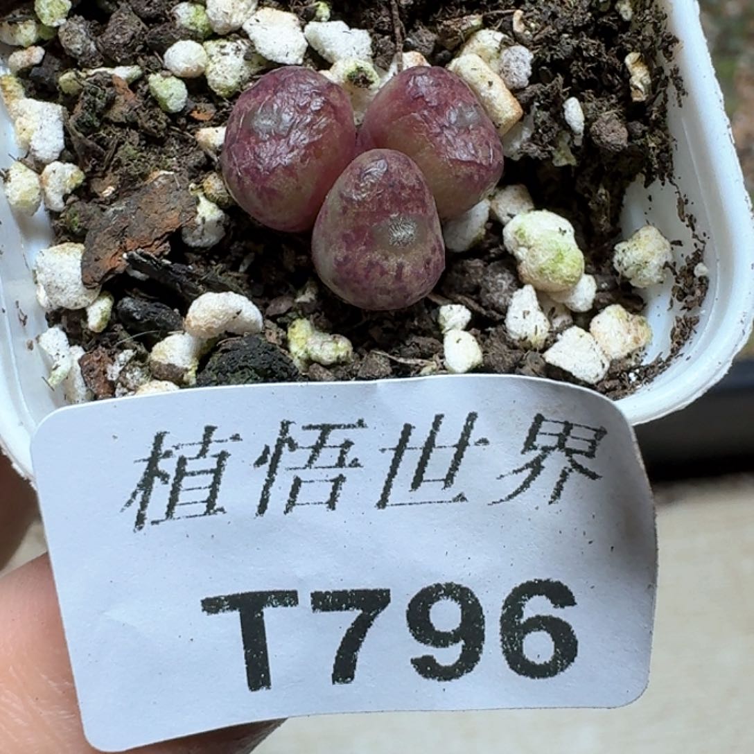 796号多肉植物哇vg
