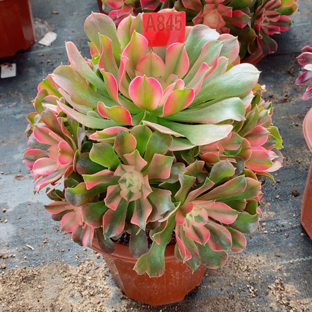 香妃845多肉1111111