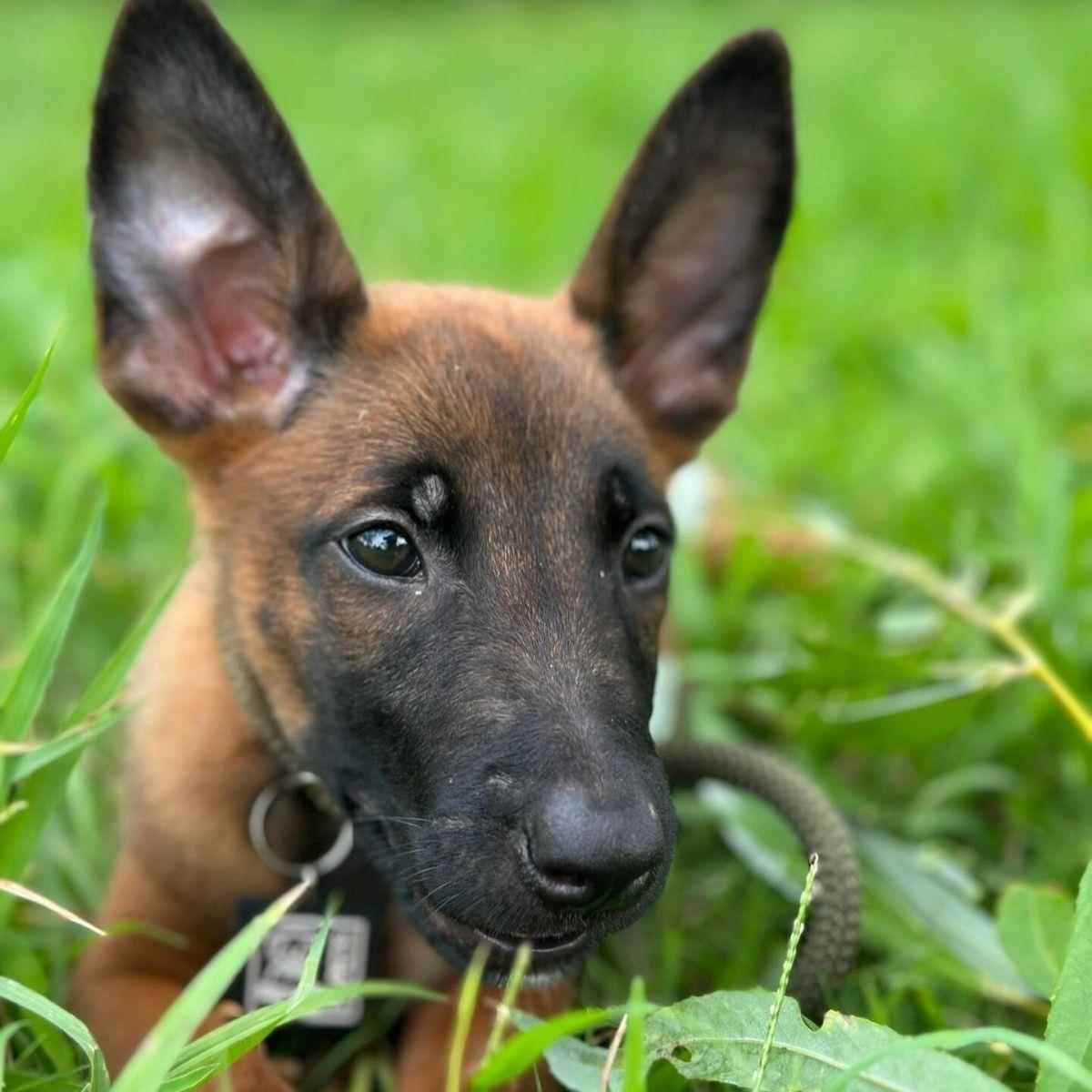 【重庆七月宠物】马犬（一物一拍)家庭宠物狗狗活体可爱幼犬