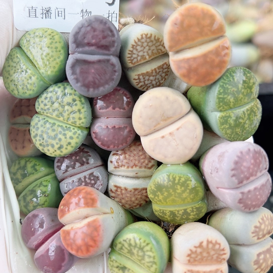 8740 好养易活生石花大母本19个