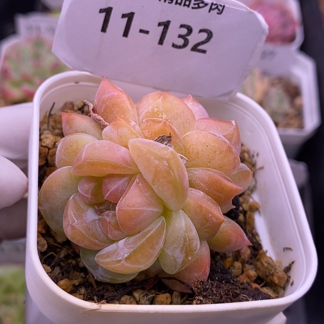 【闪购商品】11-132