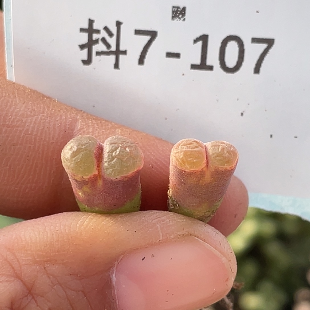 7-107小磁铁多肉植物