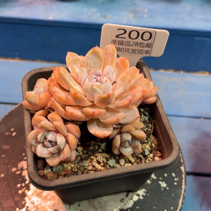 解***忧大200，bchchchvhh