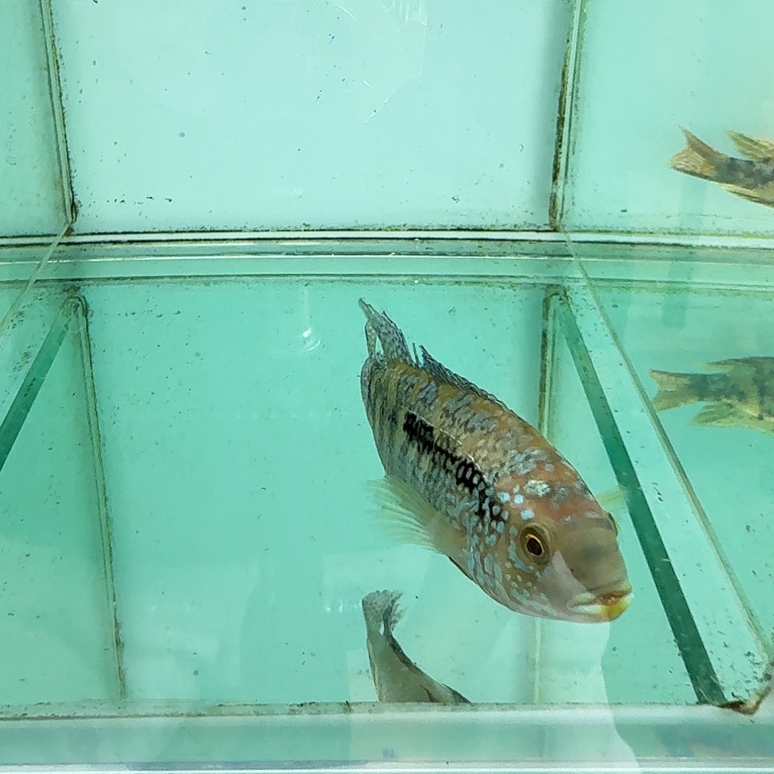 慈鲷496珍珠豹。             