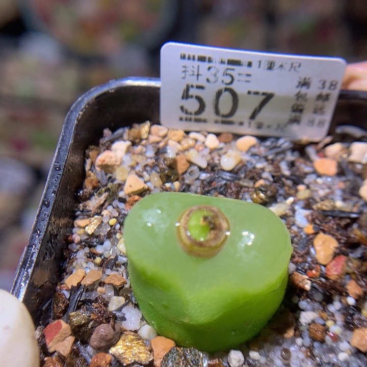 精品生石花35.507