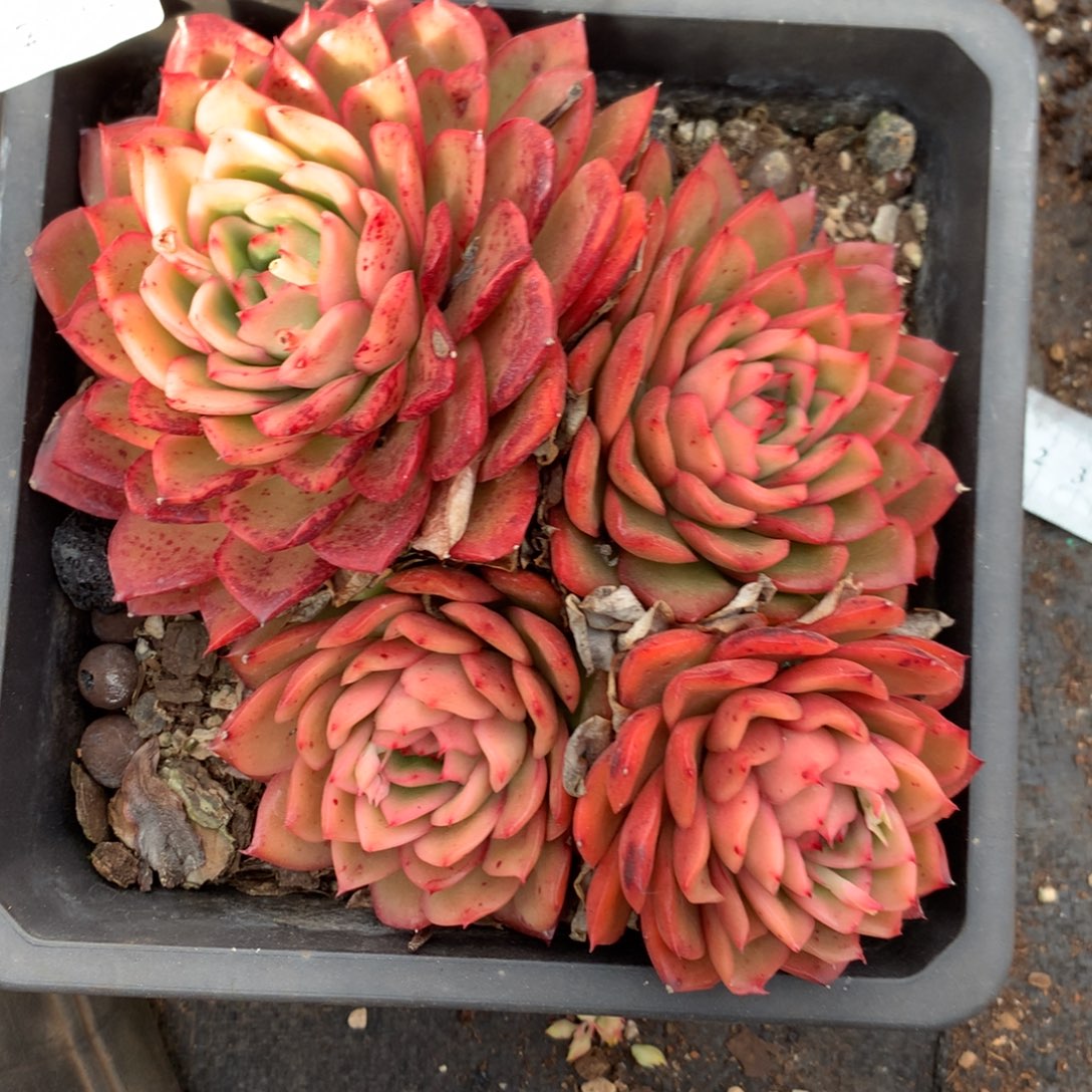 8371杂交多肉老桩