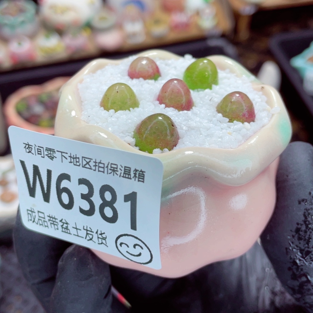 夜间零下地区拍保温箱w6381